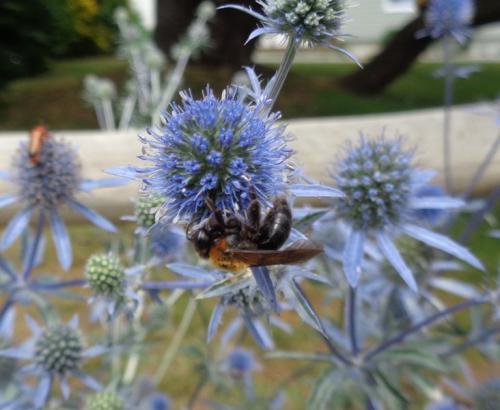 Andrena thoracica